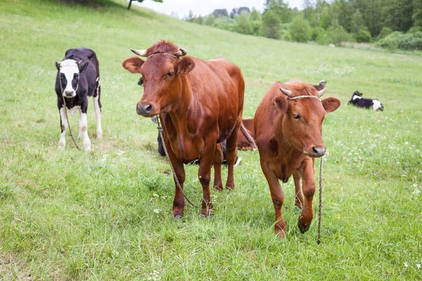 Yeşil mera üzerinde kırmızı inek sürüsü Lehçe