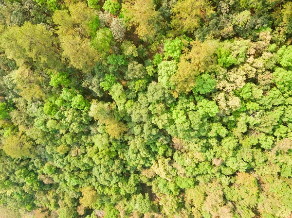 Dropshot Green Tropical Forest — Stock Photo, Image