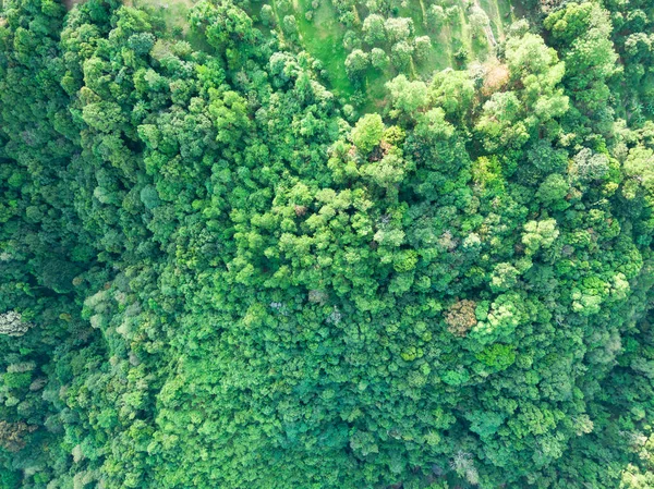 Dropshot Grön Tropisk Skog — Stockfoto