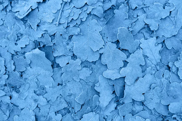 Frozen Leaves Background Color Year 2020 Pantone Classic Blue 4052 — 스톡 사진