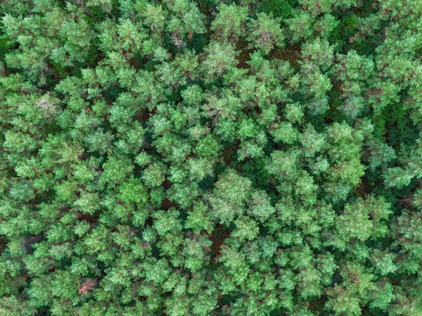 Зелений Сосновий Ліс Зверху Вниз Зображення — стокове фото