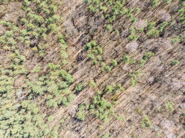 Çam ormanının havadan görünüşü