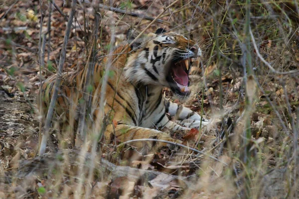 Tigre Salvaje Indio Hierba —  Fotos de Stock