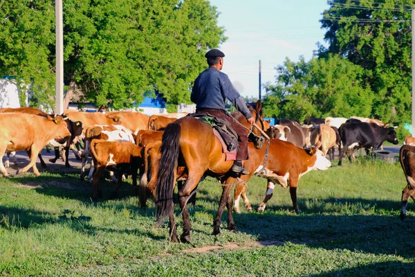Köyde İneklerin Çobanı