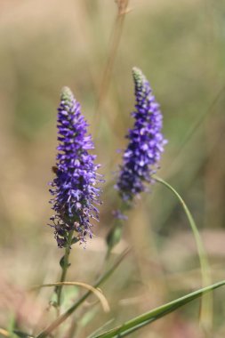 Violet Renklerinde Güzel Vahşi Çiçekler
