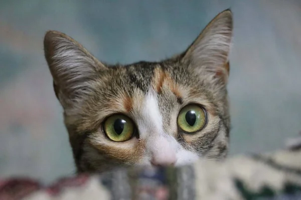 Beautiful Friend Cat — Stock Photo, Image