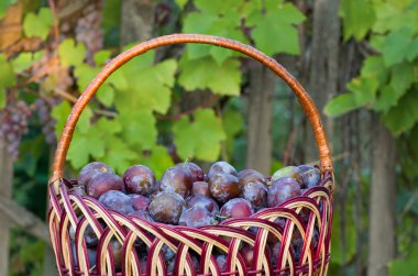 Erik üzüm ile Bahçe arka plan ile sepet