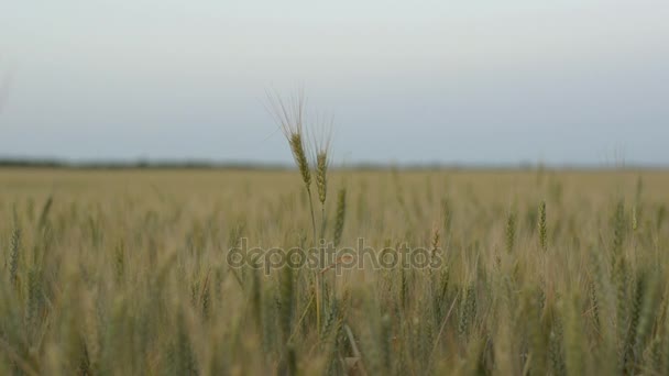 Oreilles mûres de blé se balançant dans les champs, sur fond de ciel nocturne 