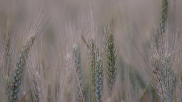 Almost ripe wheat ears close-up in a swaying field — Stock Video