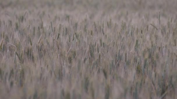 Orejas de trigo casi maduras balanceándose en el campo — Vídeo de stock