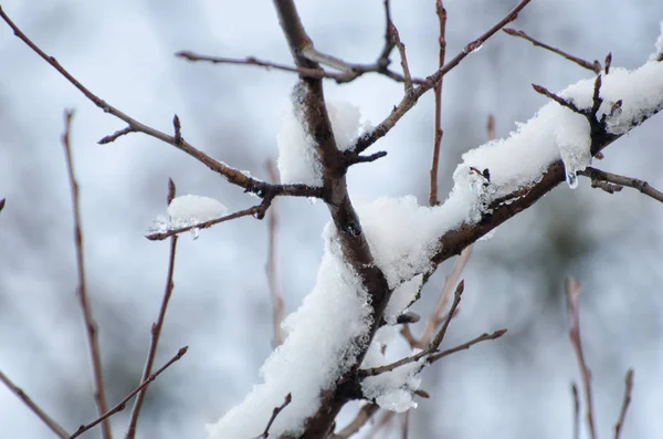 Ramo d'albero coperto di neve, primo piano, sfondo sfocato — Foto Stock
