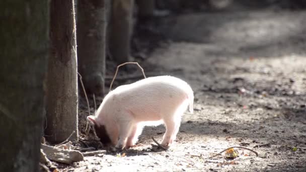 Cerdo pequeño cavando en el suelo bajo los árboles en el bosque — Vídeos de Stock