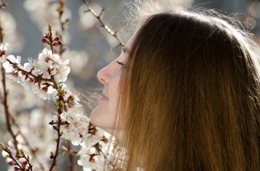Genç kadın kayısı, güneşli gün çiçek açan dalı kokulu