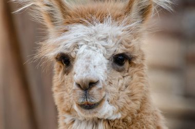 Lama. Yakın çekim