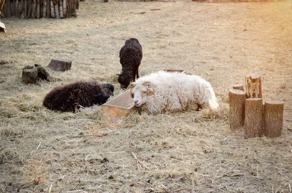 Sheep and goat by the trough. Toning — Stock Photo, Image