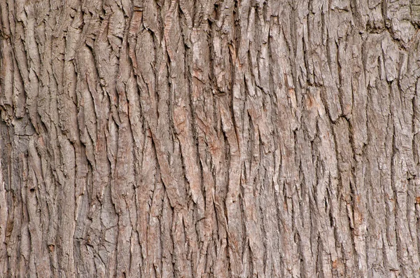 橡树的树皮。纹理。特写 — 图库照片
