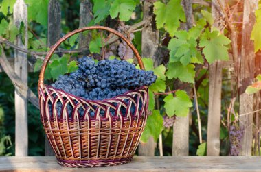 Olgun üzüm asma bir arka plan üzerinde bahçedeki tam sepeti