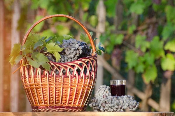 太陽の下でブドウ、バック グラウンドで庭のブドウ ジュース、枝編み細工品バスケットのガラス — ストック写真