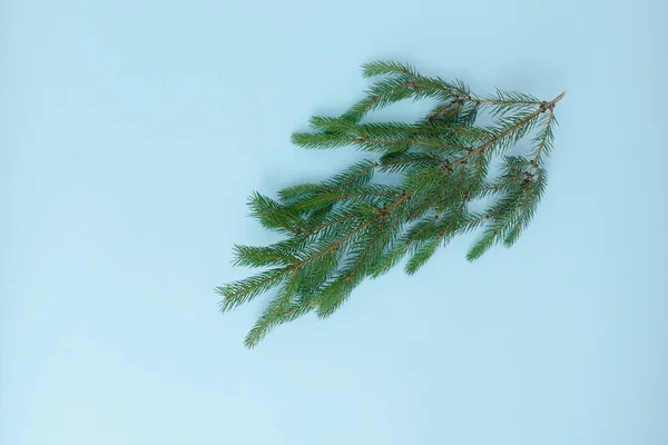 Fir branch on a blue background. Top view — Stock Photo, Image