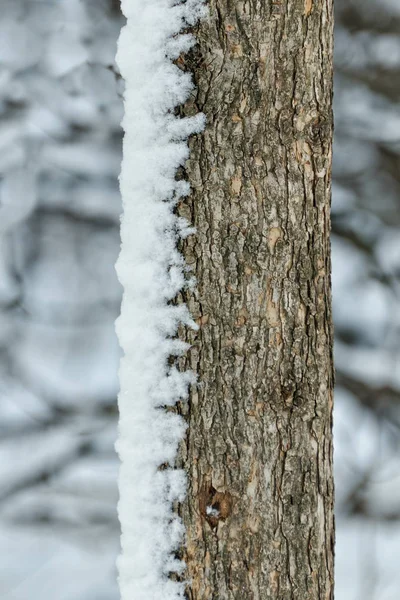 Il tronco dell'albero è neve da un lato. Primo piano — Foto Stock
