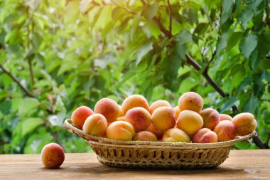 Hasır sepet yeşil bir arka plan üzerine kayısı. Gün ışığı