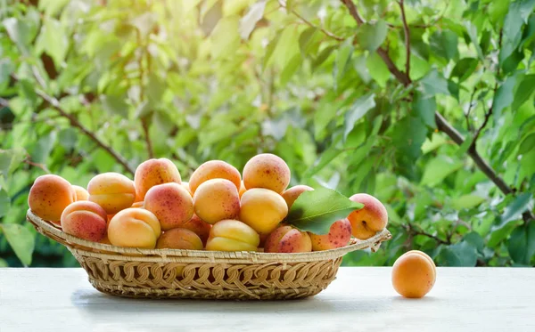Wicker basket apricot on a green background. Daylight — Stock Photo, Image