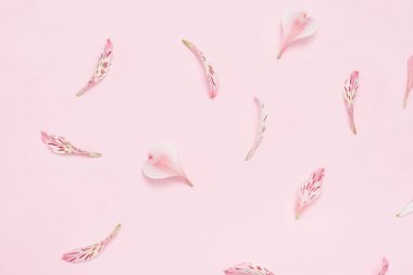 Pembe bir arka plan üzerinde çiçek yaprakları. Nazik bahar arka plan