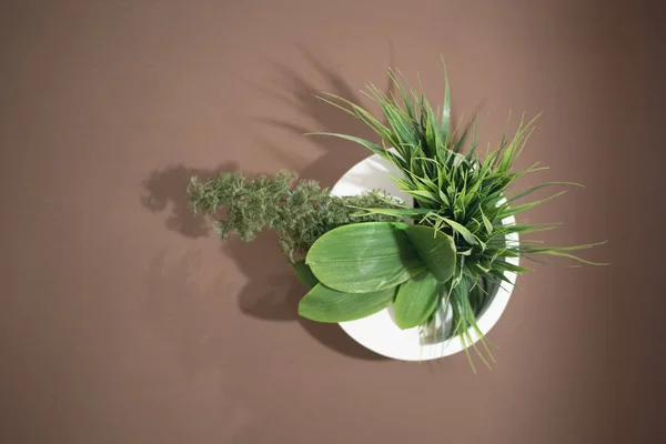 Plantas verdes en un plato blanco sobre una mesa marrón. Elemento decorativo —  Fotos de Stock