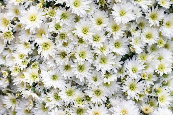 Біла хризантема ромашка. Квіти фону. крупним планом — стокове фото