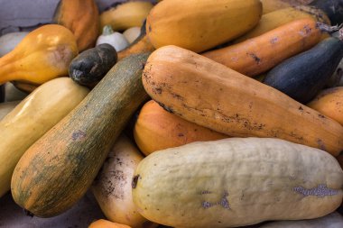 Bir sürü sarı kabak. Olgun sebzeler. Sebzelerin arka planı.