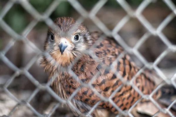 Bird Bars Maintenance Birds Captivity Chick Cage Zoo Poultry Farm — Stock Photo, Image