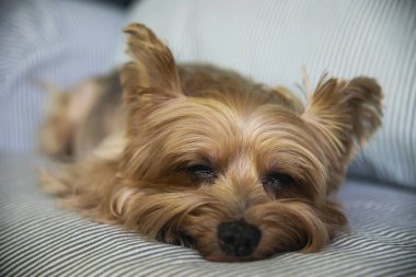 Güzel bronz tenli Yorkshire Terrier köpeği - küçük ev köpeği konsepti