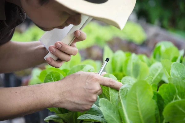 Farm man working in his organic lettuce garden - smart farm people in clean organic agricultural concept