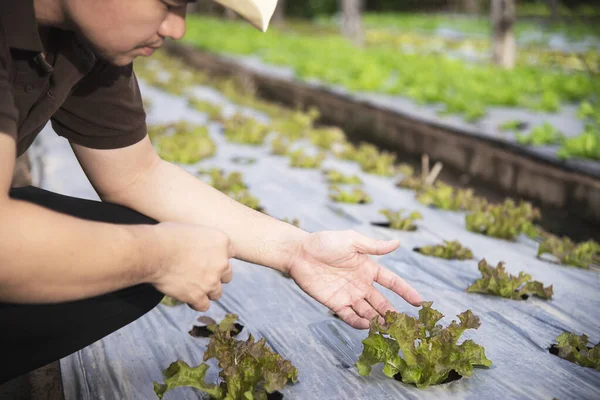 Farm man working in his organic lettuce garden - smart farm people in clean organic agricultural concept