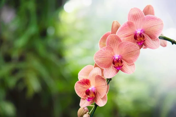 Orquídea Laranja Clara Com Fundo Folha Verde Conceito Flor Flor — Fotografia de Stock