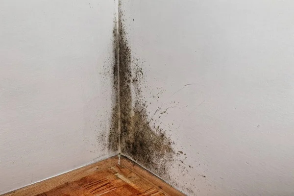 白色墙壁上的真菌的大污渍 — 图库照片