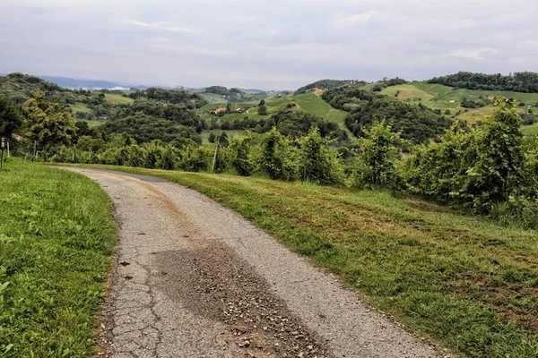 Vecchia strada asfaltata tra vigneti — Foto Stock