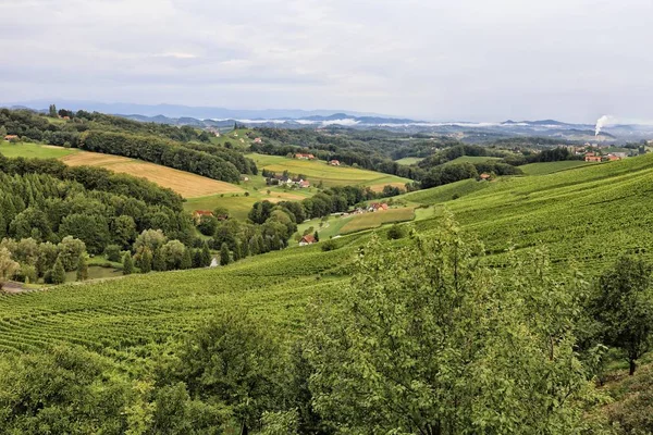 Wijngaard van de groene vallei met bomen en bush — Stockfoto