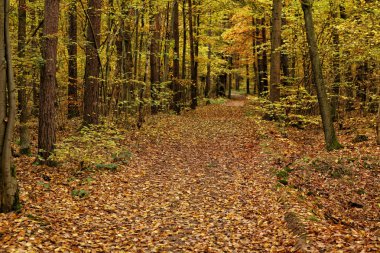 Geniş yol ormana kapsayan yeşillik