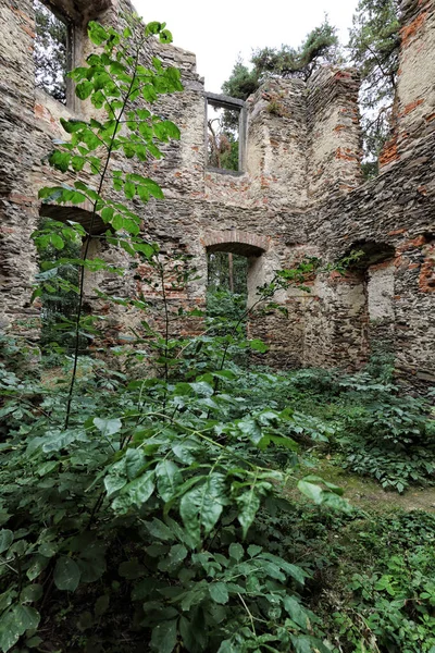 Plantas en el interior de la villa en ruinas — Foto de Stock