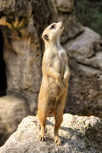 Suricate guardando en la piedra arenisca — Foto de Stock