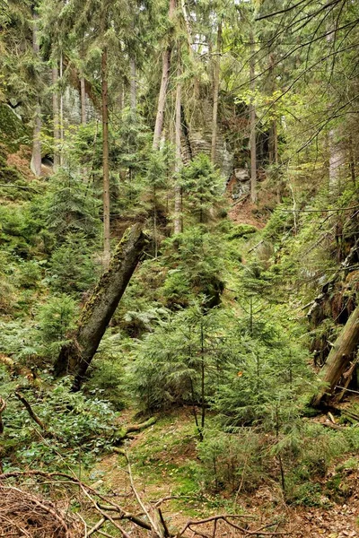 Bau hutan tua dengan batang pohon busuk — Stok Foto
