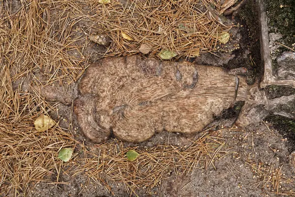 Detalle de la raíz del árbol en medio de las agujas — Foto de Stock