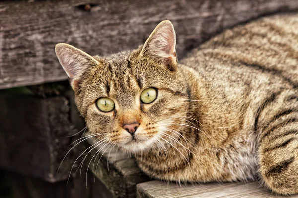 Gatto sdraiato sulla panchina di legno — Foto Stock