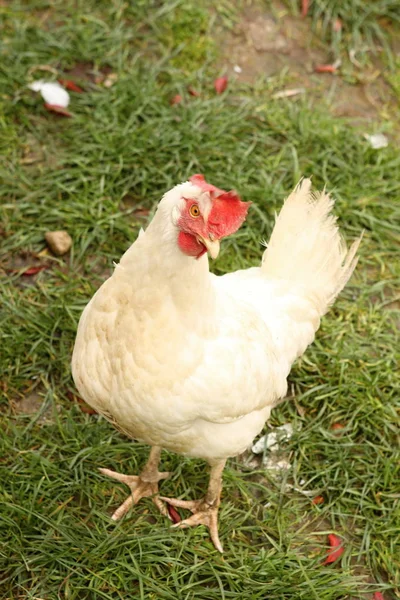 Weiße Henne auf dem grünen Rasen — Stockfoto