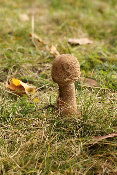 Champignon brun dans l'herbe — Photo