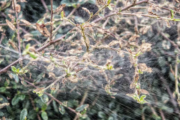 Very dense spider web — Stock Photo, Image