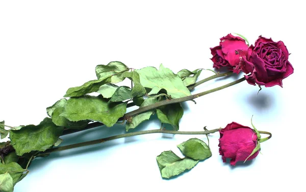 三过去孤立的绽放玫瑰 — 图库照片