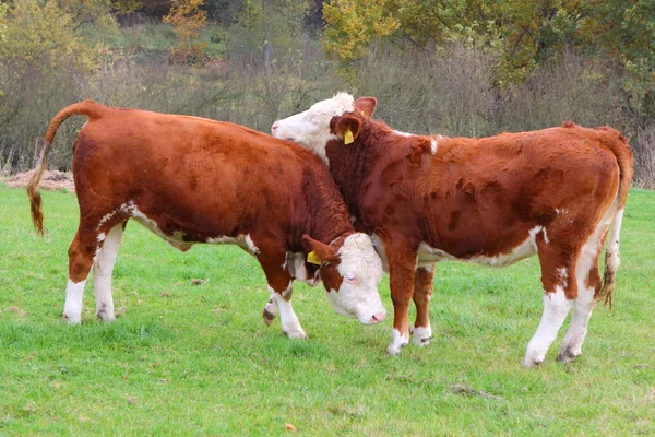 Par de vacas jóvenes en la hierba —  Fotos de Stock