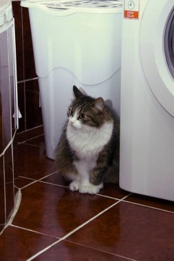 Oturma banyosu odasında beyaz çamaşır makinesi tarafından beyaz ve bej kedi